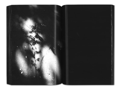 Photograph of a tree from Crucifixion in Caulacourt by Kingsley Ifill - © System Magazine