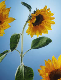 Stoicism and optimism. - © System Magazine