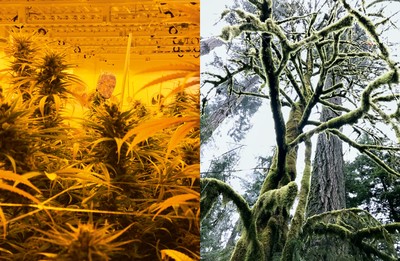 Marley Natural. Juergen Teller. - © System Magazine