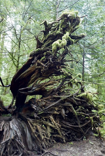 Marley Natural. Juergen Teller. - © System Magazine