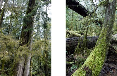 Marley Natural. Juergen Teller. - © System Magazine