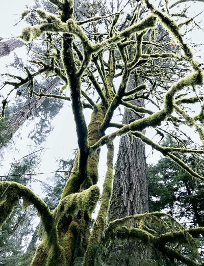 Marley Natural. Juergen Teller. - © System Magazine