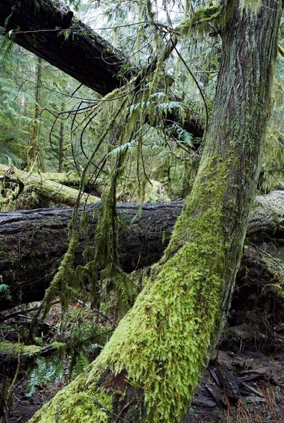Marley Natural. Juergen Teller. - © System Magazine